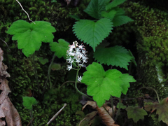 Tiarella austrina