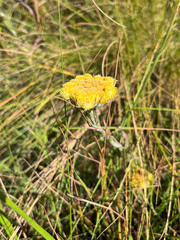 Helichrysum auriceps