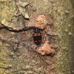 Lioptera erotyloides