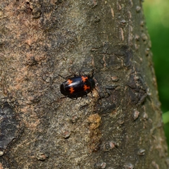 Lioptera erotyloides