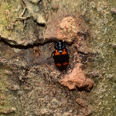 Lioptera erotyloides