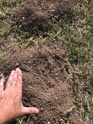 Southwestern Texas Pocket Gopher