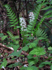 Tiarella austrina