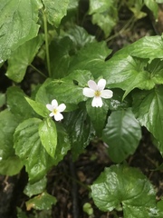 Viola canadensis