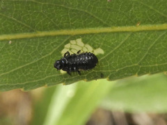 Plagiodera arizonae
