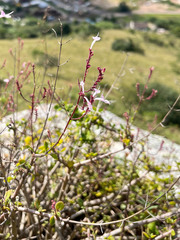 Aeollanthus parvifolius