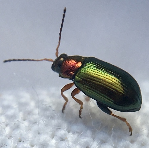 Willow Flea Beetle