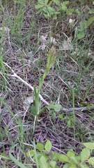Himantoglossum comperianum
