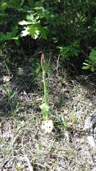 Himantoglossum comperianum