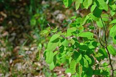 Amelanchier × lamarckii