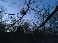 Podosphaera phytoptophila