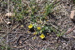 Potentilla concinna