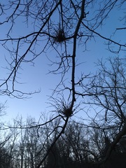 Podosphaera phytoptophila