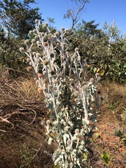 Mimosa lanuginosa