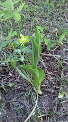 Cephalanthera damasonium