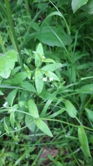 Myosotis sparsiflora