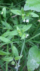 Myosotis sparsiflora