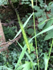 Hordelymus europaeus