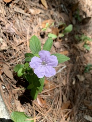 Ruellia ciliosa