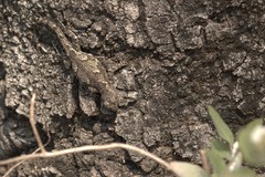 Sceloporus asper