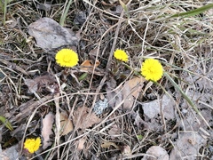 Tussilago farfara