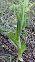 Cephalanthera damasonium