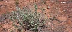 Teucrium lusitanicum