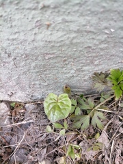 Tussilago farfara
