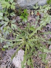 Taraxacum officinale