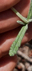 Teucrium lusitanicum