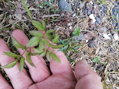 Aegopodium podagraria