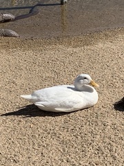 Anas platyrhynchos domesticus