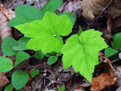 Tiarella austrina