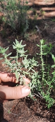 Teucrium lusitanicum