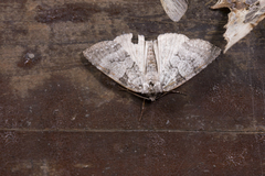 Parapsestis tomponis