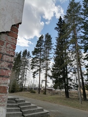 Pinus sylvestris