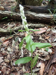Cephalanthera erecta
