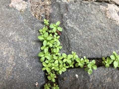 Polycarpon tetraphyllum
