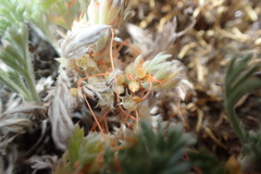 Cuscuta pacifica papillata