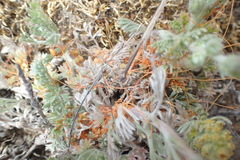 Cuscuta pacifica papillata