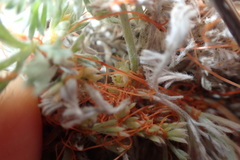 Cuscuta pacifica papillata