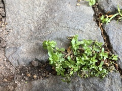 Polycarpon tetraphyllum
