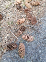 Picea obovata