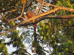 Plecturocebus moloch