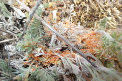 Cuscuta pacifica papillata