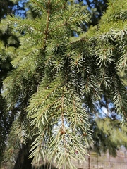 Picea obovata