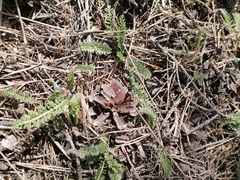 Achillea millefolium