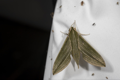 Cechetra subangustata