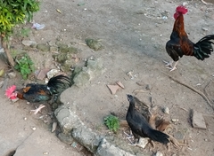 Gallus gallus domesticus