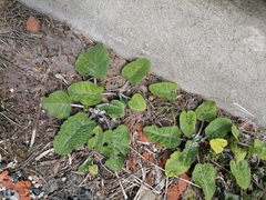 Arctium tomentosum